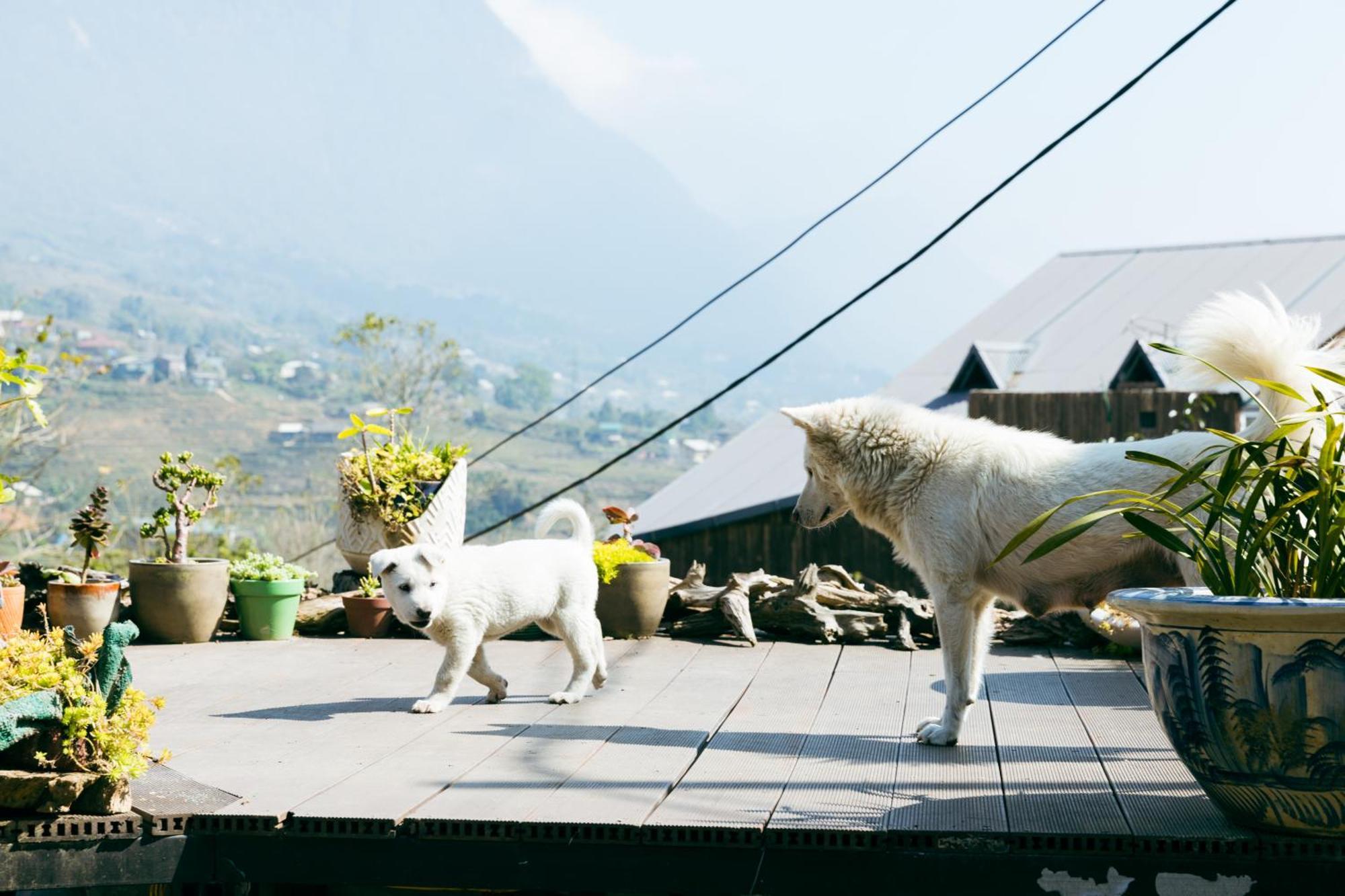 Sapa Plum Eco House Hotel Exterior foto
